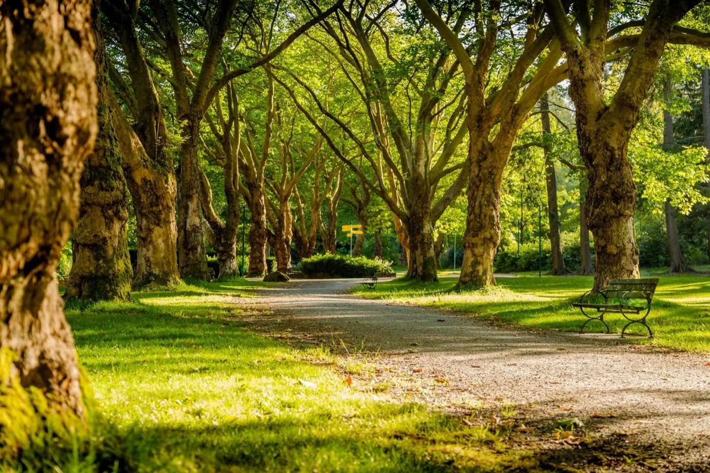 A tree-lined park in a residential neighborhood